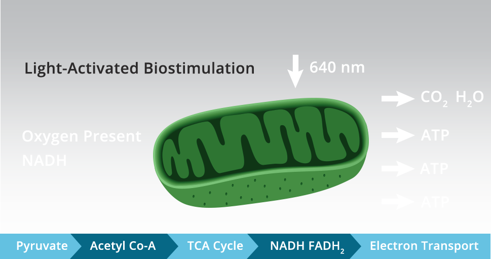 Schéma du fonctionnement de bio photostimulation activée par la lumière sur une cellule.